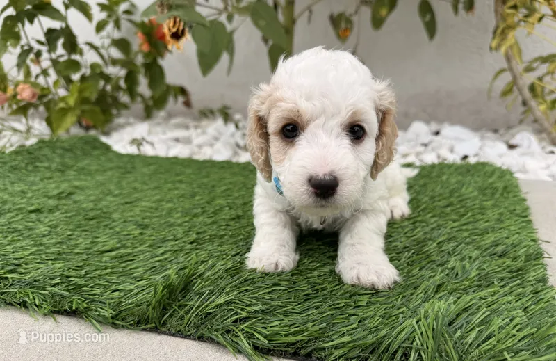Thor – Cockapoo puppy on hold in Port Saint Lucie, FL