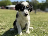 Ruth, a female Australian Shepherd for sale in Eustace, TX – Photo 2 of 3