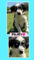 Ruth, a female Australian Shepherd for sale in Eustace, TX – Photo 1 of 3