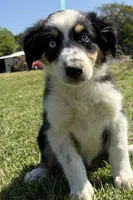 Ruth, a female Australian Shepherd for sale in Eustace, TX – Photo 3 of 3