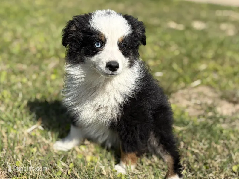 Sam – Miniature Australian Shepherd puppy for sale in Eustace, TX