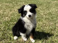 Sam, a male Miniature Australian Shepherd for sale in Eustace, TX – Photo 3 of 4