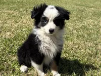 Sam, a male Miniature Australian Shepherd for sale in Eustace, TX – Photo 4 of 4
