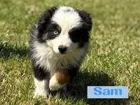 Sam, a male Miniature Australian Shepherd for sale in Eustace, TX – Photo 2 of 4