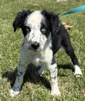 Ronda, a female Australian Shepherd for sale in Eustace, TX – Photo 3 of 3