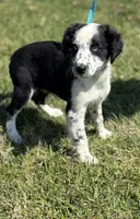 Ronda, a female Australian Shepherd for sale in Eustace, TX – Photo 2 of 3