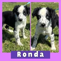 Ronda, a female Australian Shepherd for sale in Eustace, TX – Photo 1 of 3
