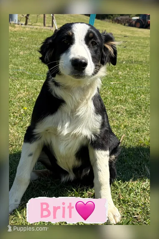 Brit – Australian Shepherd puppy for sale in Eustace, TX