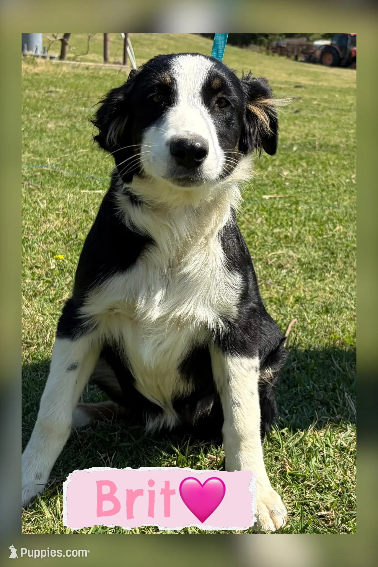 brit-australian-shepherd-puppy-for-sale-in-eustace-tx-puppies