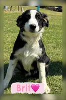 Brit, a female Australian Shepherd for sale in Eustace, TX – Photo 1 of 3