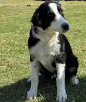 Brit, a female Australian Shepherd for sale in Eustace, TX – Photo 2 of 3