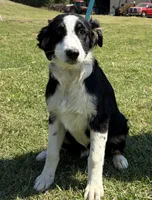 Brit, a female Australian Shepherd for sale in Eustace, TX – Photo 3 of 3