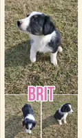 Brit, a female Australian Shepherd for sale in Eustace, TX – Photo 1 of 2