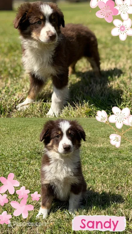 Sandy – Miniature Australian Shepherd puppy for sale in Eustace, TX