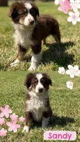 Sandy, a female Miniature Australian Shepherd for sale in Eustace, TX – 1 of 1