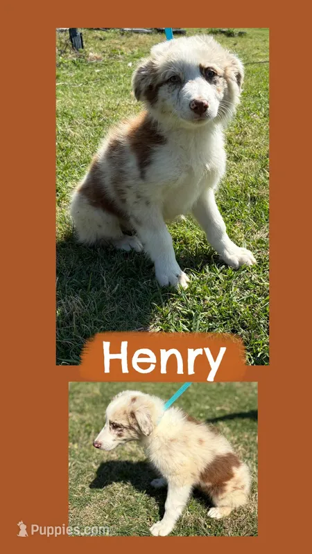 Henry – Australian Shepherd puppy for sale in Eustace, TX