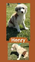 Henry, a male Australian Shepherd for sale in Eustace, TX – Photo 1 of 4