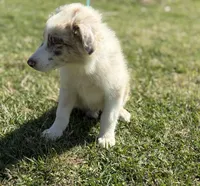Henry, a male Australian Shepherd for sale in Eustace, TX – Photo 3 of 4