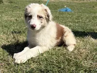 Henry, a male Australian Shepherd for sale in Eustace, TX – Photo 2 of 4
