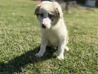 Henry, a male Australian Shepherd for sale in Eustace, TX – Photo 4 of 4