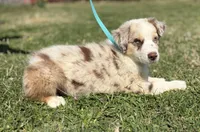Hank, a male Australian Shepherd for sale in Eustace, TX – Photo 3 of 3