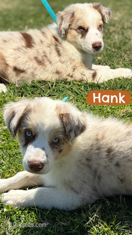 Hank – Australian Shepherd puppy for sale in Eustace, TX