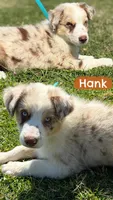 Hank, a male Australian Shepherd for sale in Eustace, TX – Photo 1 of 3