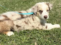 Hank, a male Australian Shepherd for sale in Eustace, TX – Photo 2 of 3