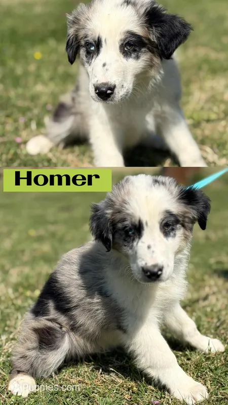Homer – Australian Shepherd puppy for sale in Eustace, TX