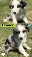Homer, a male Australian Shepherd for sale in Eustace, TX – 1 of 1