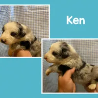 Ken, a male Australian Shepherd for sale in Eustace, TX – Photo 2 of 2