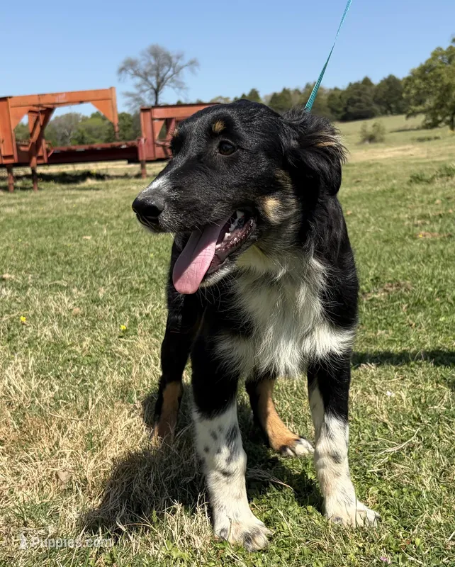 Kent – Australian Shepherd puppy for sale in Eustace, TX
