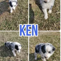 Ken, a male Australian Shepherd for sale in Eustace, TX – Photo 1 of 2