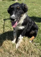 Kent, a male Australian Shepherd for sale in Eustace, TX – Photo 3 of 4