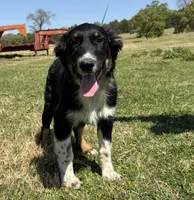 Kent, a male Australian Shepherd for sale in Eustace, TX – Photo 2 of 4