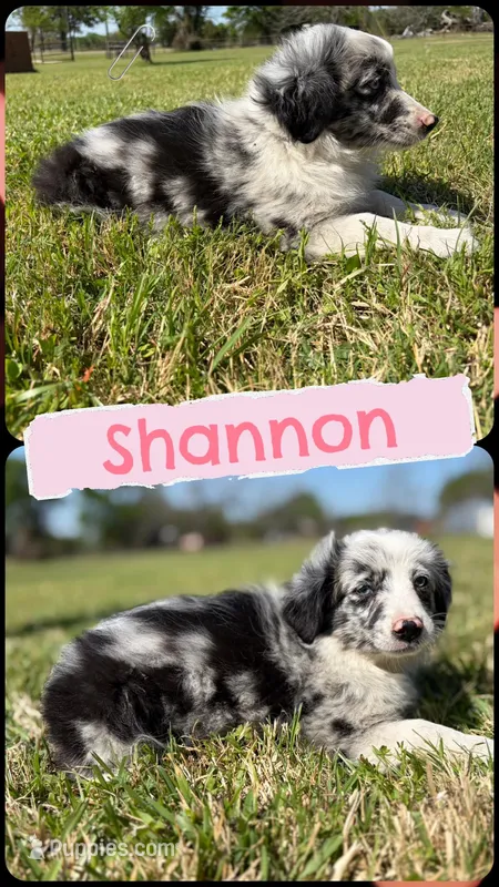 Shannon – Miniature Australian Shepherd puppy for sale in Eustace, TX
