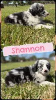 Shannon, a female Miniature Australian Shepherd for sale in Eustace, TX – 1 of 1