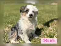 Sue, a female Miniature Australian Shepherd for sale in Eustace, TX – Photo 3 of 4