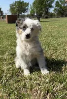 Sue, a female Miniature Australian Shepherd for sale in Eustace, TX – Photo 2 of 4