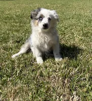 Sue, a female Miniature Australian Shepherd for sale in Eustace, TX – Photo 4 of 4