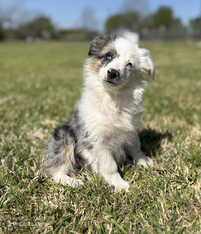 Sue – Miniature Australian Shepherd puppy for sale in Eustace, TX