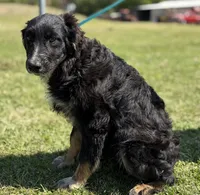 Kole, a male Australian Shepherd for sale in Eustace, TX – Photo 2 of 3