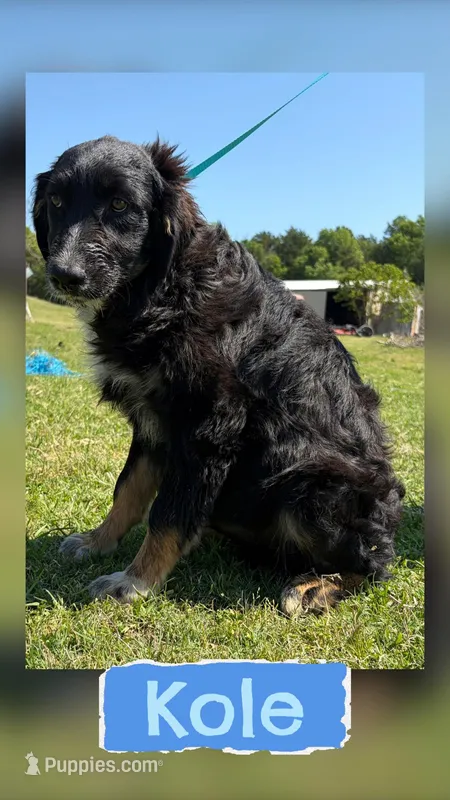 Kole – Australian Shepherd puppy for sale in Eustace, TX
