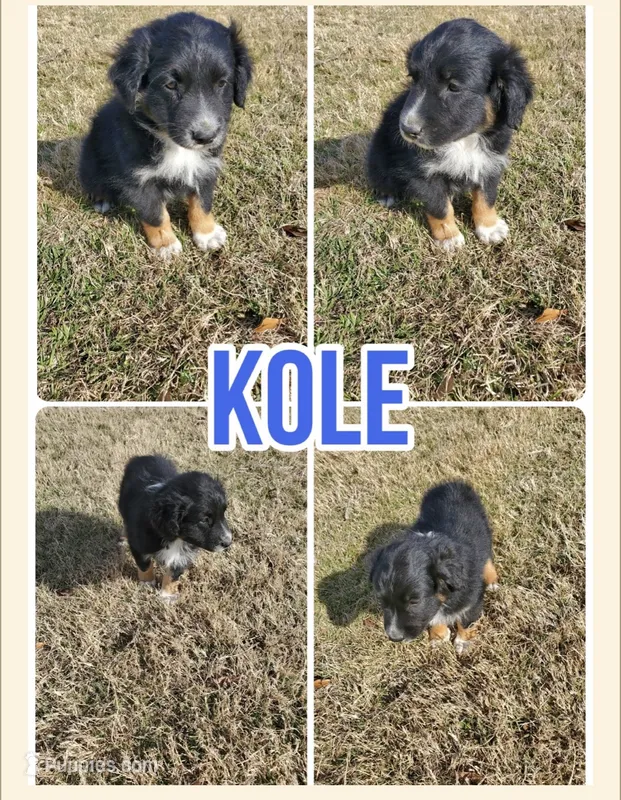 Kole