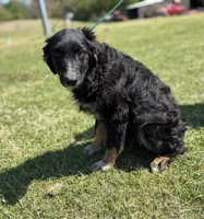 Kole, a male Australian Shepherd for sale in Eustace, TX – Photo 3 of 3