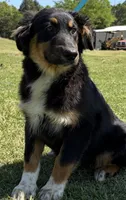 Brenda, a female Australian Shepherd for sale in Eustace, TX – Photo 2 of 4