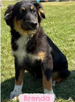 Brenda, a female Australian Shepherd for sale in Eustace, TX – Photo 4 of 4