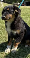 Brenda, a female Australian Shepherd for sale in Eustace, TX – Photo 3 of 4