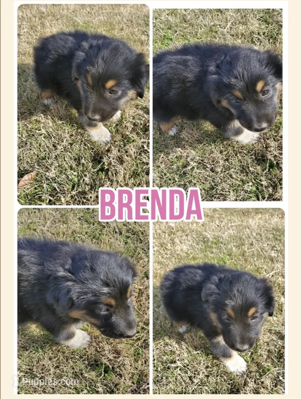 Brenda