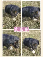 Brenda, a female Australian Shepherd for sale in Eustace, TX – Photo 1 of 2